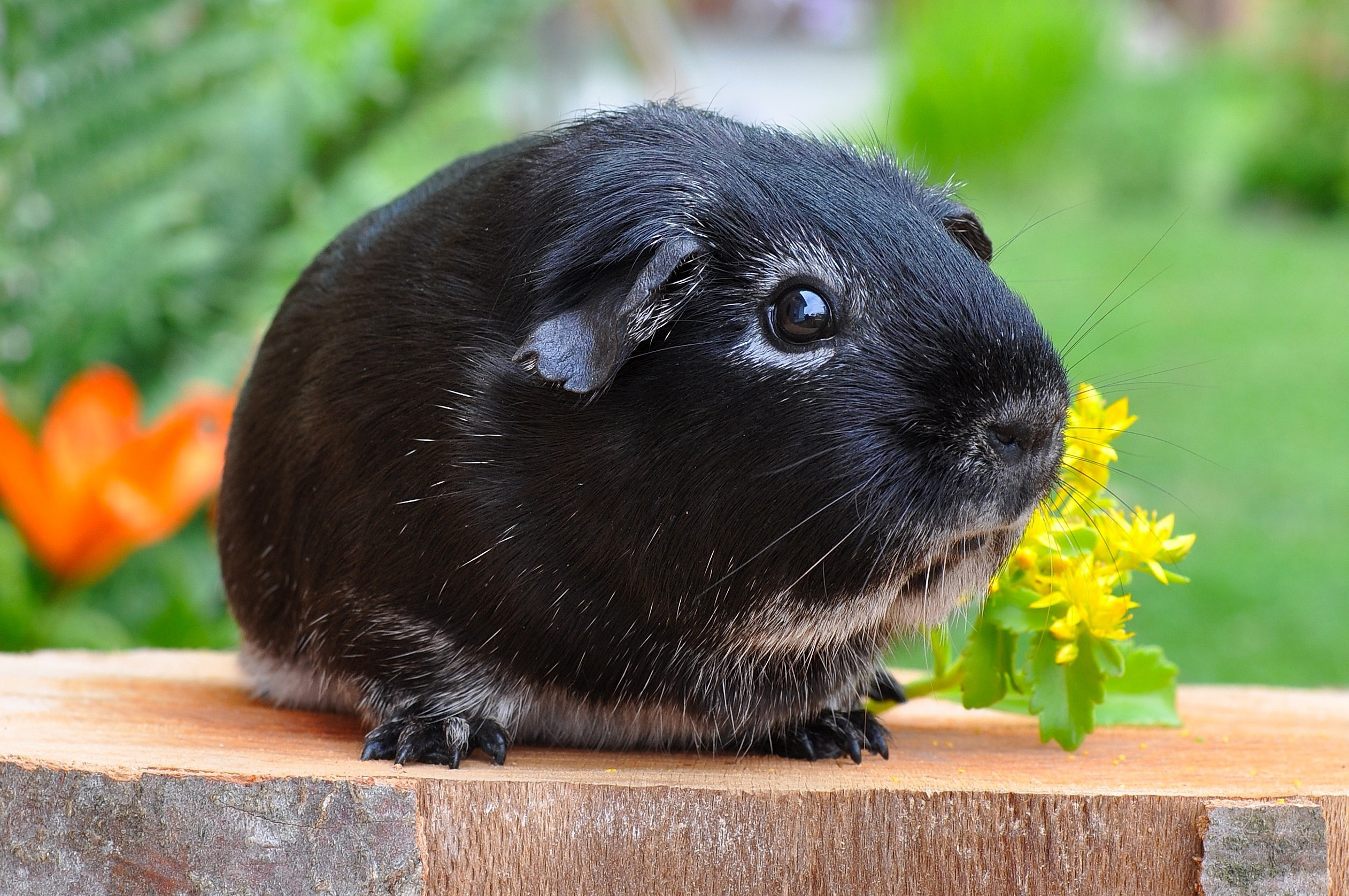 Dierenkliniek Zundert