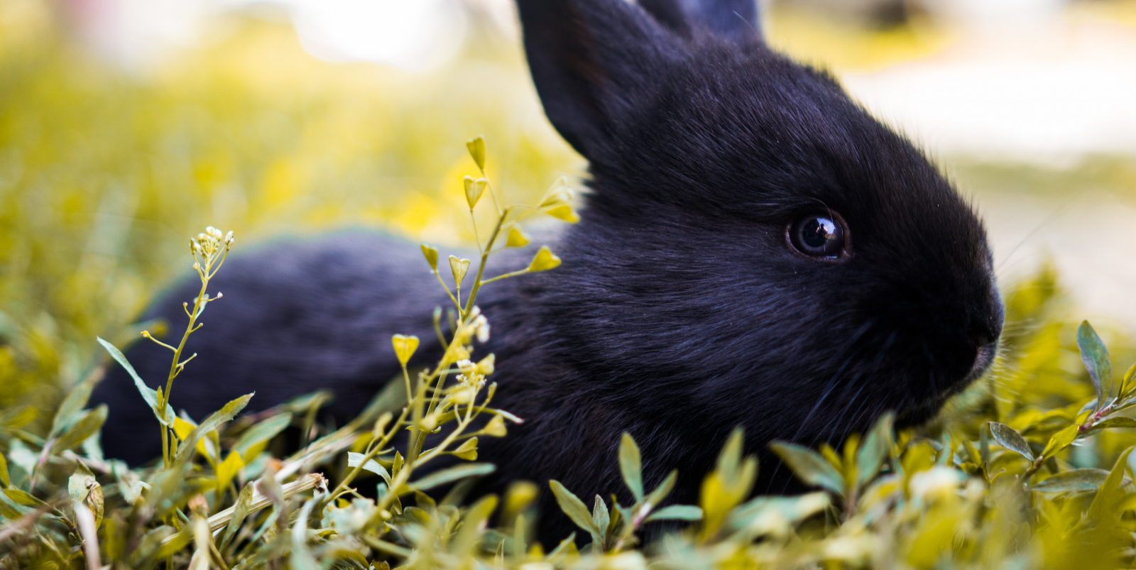 Dierenkliniek Zundert